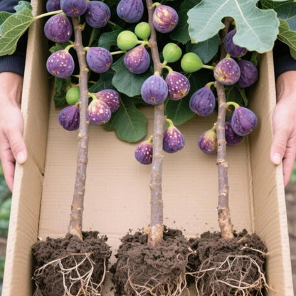 🏆65K+ SOLD!🌿Fig Seeds– Easy To Grow On Your Patio And Balcony At Home
