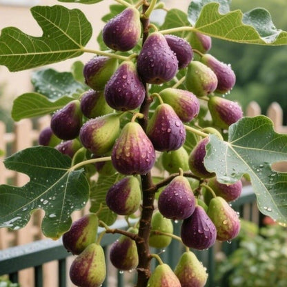 🏆65K+ SOLD!🌿Fig Seeds– Easy To Grow On Your Patio And Balcony At Home